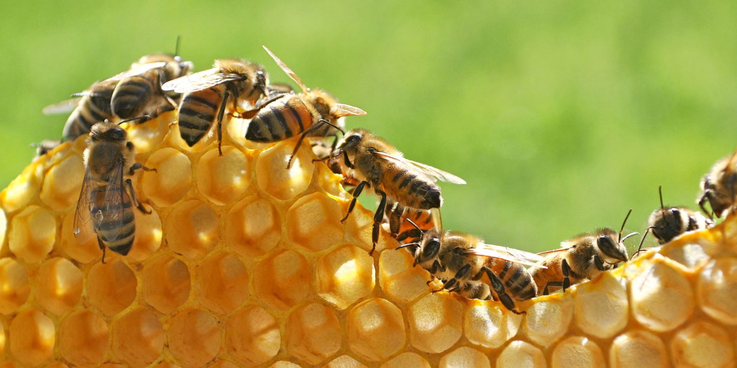 bee-honeycomb-edges